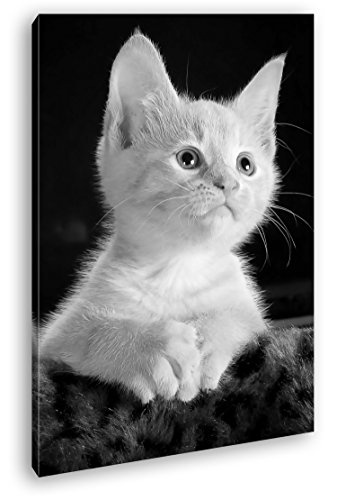 deyoli süßes Kätzchen mit blauen Augen Effekt: Schwarz/Weiß im Format: 60x40 als Leinwandbild, Motiv fertig gerahmt auf Echtholzrahmen, Hochwertiger Digitaldruck mit Rahmen, Kein Poster oder Plakat