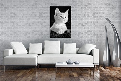 deyoli süßes Kätzchen mit blauen Augen Effekt: Schwarz/Weiß im Format: 60x40 als Leinwandbild, Motiv fertig gerahmt auf Echtholzrahmen, Hochwertiger Digitaldruck mit Rahmen, Kein Poster oder Plakat