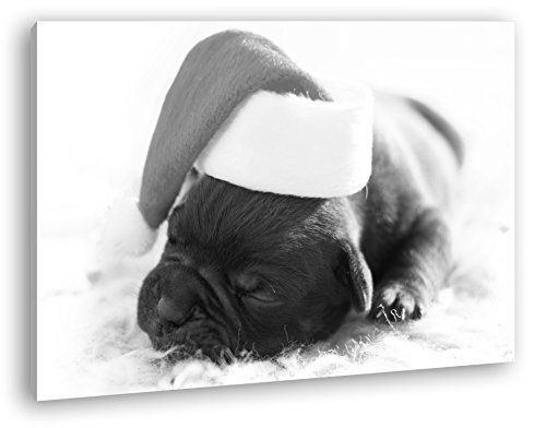 deyoli süßer Hund mit Weihnachtsmütze...