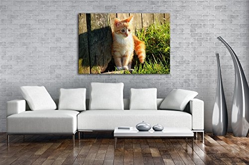 deyoli süße kleine Katze im Sonnenschein Effekt: Zeichnung Format: 80x60 als Leinwandbild, Motiv fertig gerahmt auf Echtholzrahmen, Hochwertiger Digitaldruck mit Rahmen, Kein Poster oder Plakat