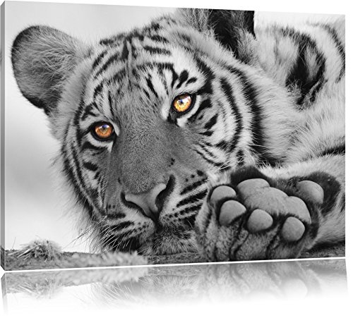 entspannter Tiger schwarz/weiß Format: 100x70 auf...