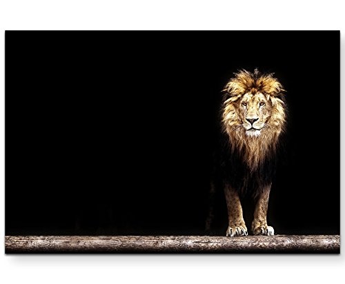 Paul Sinus Art Leinwandbilder | Bilder Leinwand 120x80cm Portrait Eines Löwen im Dunkeln