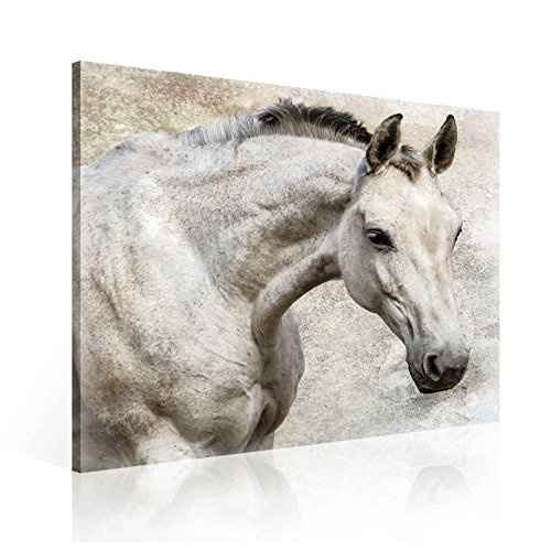 Tapeto Leinwandbild Porträt weißes Pferd - XL - 80 x 80 cm - Komplettpaket! - fertig gerahmt und inklusive Aufhängung - hochwertige 230g/m² Leinwand auf Keilrahmen - kinderleichte Anbringung