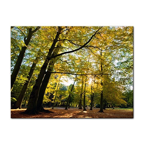 Wandbild - Blätterfall im Herbst - Bild auf Leinwand - 50x40 cm - Leinwandbilder - Landschaften - Wald - Park - Jahreszeit - Sonnenschein