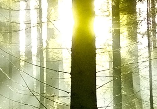 murando - Acrylglasbild Landschaft 200x100 cm - 5 Teilig - Bilder Wandbild - modern - Decoration - Wald c-B-0100-k-m