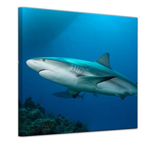 Wandbild - Riffhai - Bild auf Leinwand - 40 x 40 cm - Leinwandbilder - Bilder als Leinwanddruck - Tierwelten - Leben im Meer - Hai am Riff