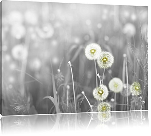 wunderschöne Pusteblumen schwarz/weiß Format:...