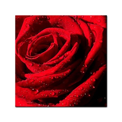 Wandbild - Rote Rose mit Wassertropfen - Bild auf Leinwand 60 x 60 cm - Leinwandbilder - Bilder als Leinwanddruck - Pflanzen & Blumen - Natur - rote Blüte mit Wasserperlen