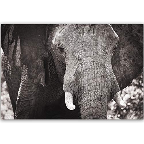Feeby Wanddeko Elephant Leinwandbilder Kunstdruck Tier Afrika Natur Grau 60x40 cm