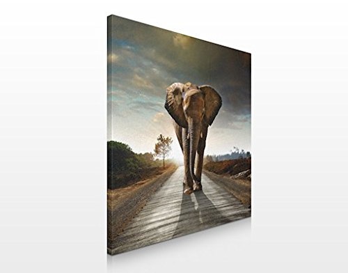 Apalis Leinwandbild No.480 Elephant is Coming 70x70cm Leinwanddruck Rahmen Design, Größe:70cm x 70cm