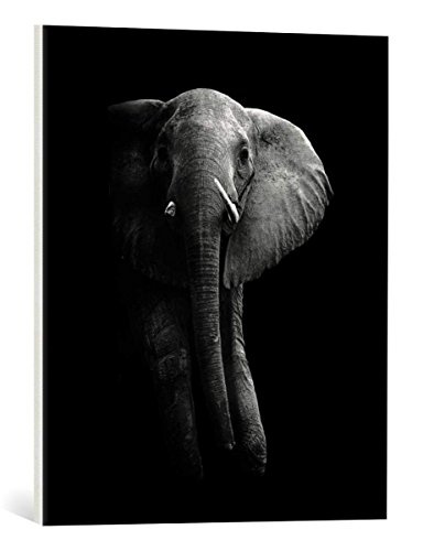 kunst für alle Leinwandbild: WildPhotoArt Elephant - hochwertiger Druck, Leinwand auf Keilrahmen, Bild fertig zum Aufhängen, 50x60 cm