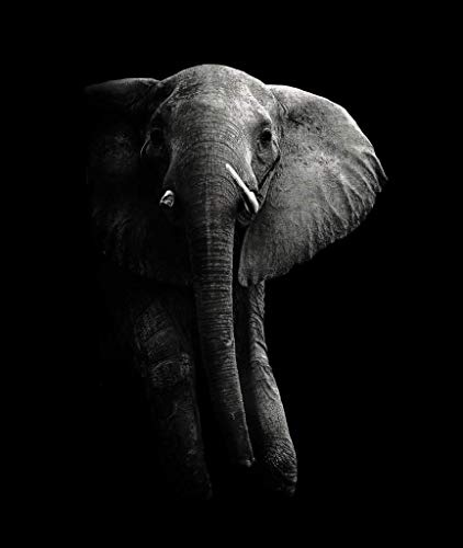 kunst für alle Leinwandbild: WildPhotoArt Elephant - hochwertiger Druck, Leinwand auf Keilrahmen, Bild fertig zum Aufhängen, 50x60 cm