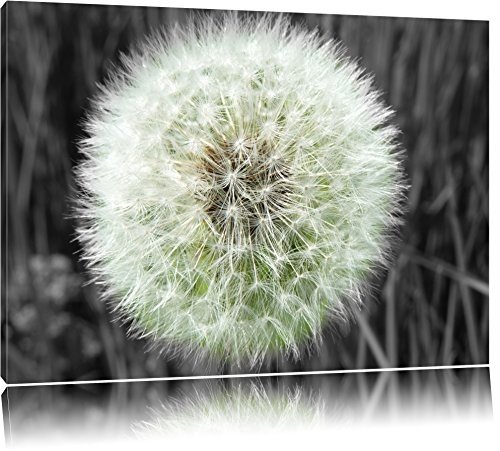 klassische zarte Pusteblume schwarz/weiß auf Leinwand, XXL riesige Bilder fertig gerahmt mit Keilrahmen, Kunstdruck auf Wandbild mit Rahmen, günstiger als Gemälde oder Ölbild, kein Poster oder Plakat