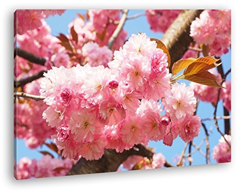 deyoli Japanische Kirschblüten Format: 60x40 als Leinwandbild, Motiv fertig gerahmt auf Echtholzrahmen, Hochwertiger Digitaldruck mit Rahmen, Kein Poster oder Plakat
