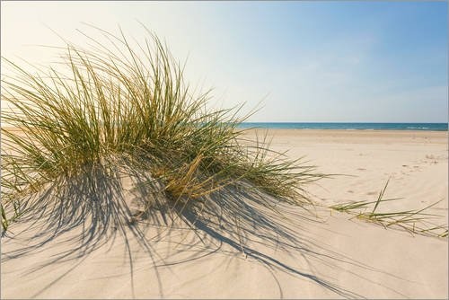 Posterlounge Leinwandbild 120 x 80 cm: Strandgras im Sonnenlicht von Editors Choice - fertiges Wandbild, Bild auf Keilrahmen, Fertigbild auf echter Leinwand, Leinwanddruck