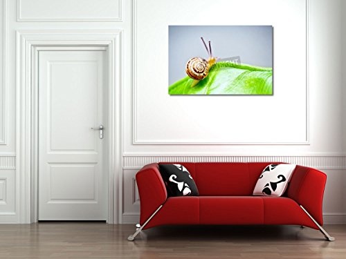 Anna Omelchenko - Kleine Schnecke auf nassen grünen Blatt - 60x40 cm - Leinwandbild auf Keilrahmen - Wand-Bild - Kunst, Gemälde, Foto, Bild auf Leinwand - Tiere