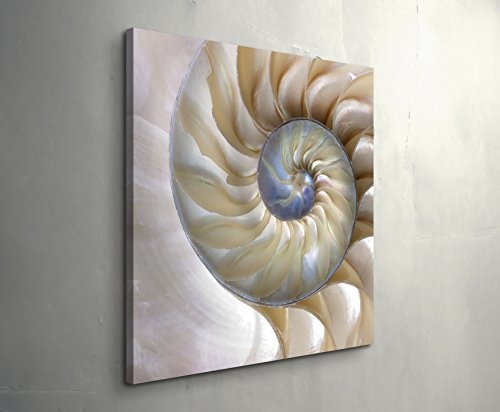 Paul Sinus Art Leinwandbilder | Bilder Leinwand 60x60cm wunderschöne Nautilus-Muschel - Nahaufnahme