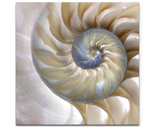 Paul Sinus Art Leinwandbilder | Bilder Leinwand 60x60cm wunderschöne Nautilus-Muschel - Nahaufnahme