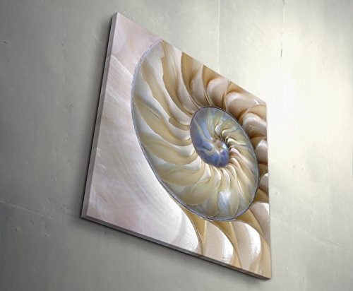 Paul Sinus Art Leinwandbilder | Bilder Leinwand 60x60cm wunderschöne Nautilus-Muschel - Nahaufnahme