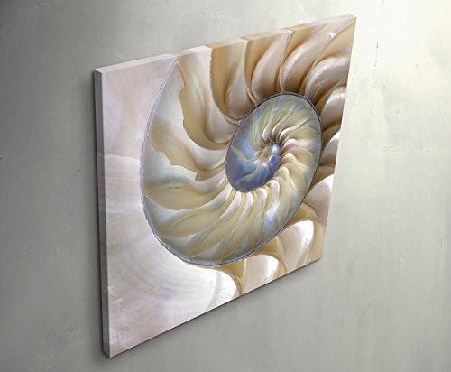 Paul Sinus Art Leinwandbilder | Bilder Leinwand 60x60cm wunderschöne Nautilus-Muschel - Nahaufnahme