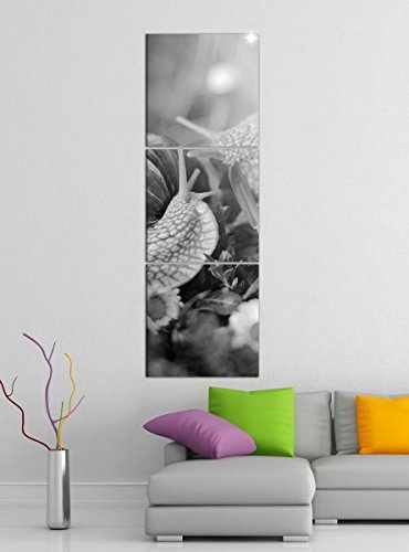 Leinwandbild 3tlg Schnecke Schnecken Blume Gras Tier schwarz weiß Bilder Druck auf Leinwand Vertikal Bild Kunstdruck mehrteilig Holz 9YA5450, Vertikal Größe:Gesamt 40x120cm