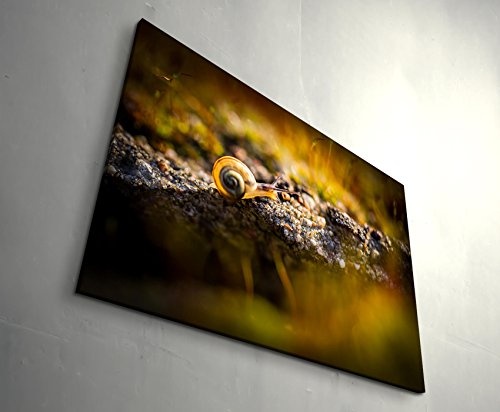 kleine Schnecke auf Moos, Nahaufnahme - Leinwandbild 120x80cm