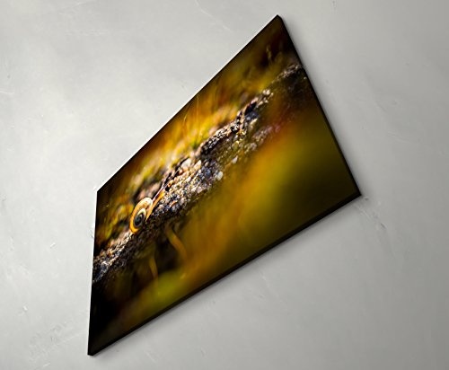 kleine Schnecke auf Moos, Nahaufnahme - Leinwandbild 120x80cm