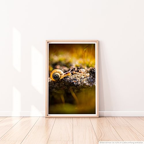 Sinus Art Kunst Leinwandbild - Tierfotografie – Kleine Schnecke am Waldboden- Fotodruck in gestochen scharfer Qualität