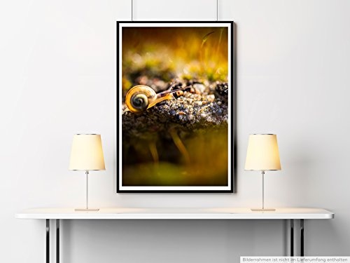 Sinus Art Kunst Leinwandbild - Tierfotografie – Kleine Schnecke am Waldboden- Fotodruck in gestochen scharfer Qualität