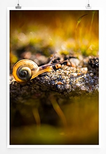 Sinus Art Kunst Leinwandbild - Tierfotografie – Kleine Schnecke am Waldboden- Fotodruck in gestochen scharfer Qualität