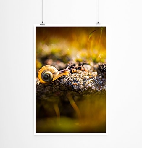 Sinus Art Kunst Leinwandbild - Tierfotografie – Kleine Schnecke am Waldboden- Fotodruck in gestochen scharfer Qualität