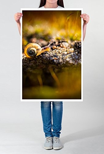 Sinus Art Kunst Leinwandbild - Tierfotografie – Kleine Schnecke am Waldboden- Fotodruck in gestochen scharfer Qualität