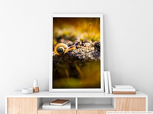 Sinus Art Kunst Leinwandbild - Tierfotografie – Kleine Schnecke am Waldboden- Fotodruck in gestochen scharfer Qualität