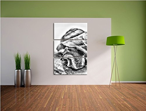 Monocrome, Schnecke mit Haus 3-Teiler Leinwandbild 120x80 Bild auf Leinwand, XXL riesige Bilder fertig gerahmt mit Keilrahmen, Kunstdruck auf Wandbild mit Rahmen, gänstiger als Gemälde oder Ölbild, kein Poster oder Plakat