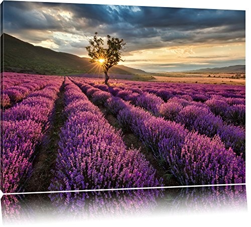 Traumhafte Lavendel Provence mit einsamen Baum Format: 80x60 auf Leinwand, XXL riesige Bilder fertig gerahmt mit Keilrahmen, Kunstdruck auf Wandbild mit Rahmen, günstiger als Gemälde oder Ölbild, kein Poster oder Plakat