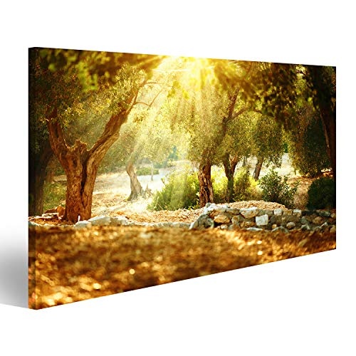 islandburner Bild Bilder auf Leinwand Olivenbäume Garten. Olivenbaumgarten mit altem Olivenbaum Wandbild, Poster, Leinwandbild PFE-1K-DE