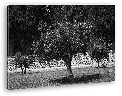 deyoli Orangenbäume im Garten Effekt: Schwarz/Weiß Format: 60x40 als Leinwandbild, Motiv fertig gerahmt auf Echtholzrahmen, Hochwertiger Digitaldruck mit Rahmen, Kein Poster oder Plakat