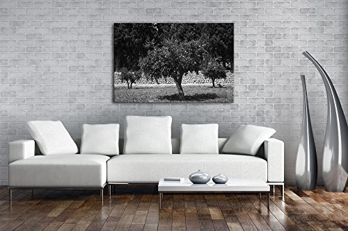 deyoli Orangenbäume im Garten Effekt: Schwarz/Weiß Format: 60x40 als Leinwandbild, Motiv fertig gerahmt auf Echtholzrahmen, Hochwertiger Digitaldruck mit Rahmen, Kein Poster oder Plakat