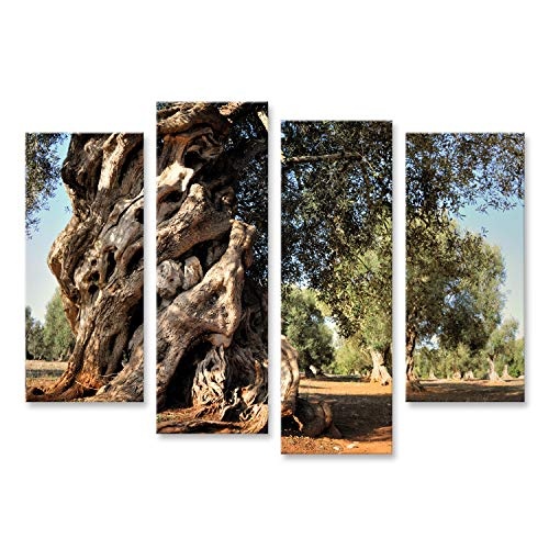 Bild Bilder auf Leinwand Alter Olivenbaum im Garten...