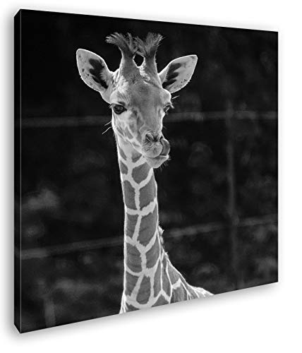 deyoli süße Junge Giraffe Format: 40x40 Effekt: Schwarz&Weiß als Leinwandbild, Motiv auf Echtholzrahmen, Hochwertiger Digitaldruck mit Rahmen, Kein Poster oder Plakat