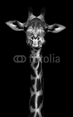 Leinwand-Bild 60 x 100 cm: "Giraffe in Black and...
