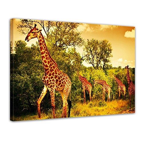 Wandbild - Giraffen - Südafrika - Bild auf Leinwand...