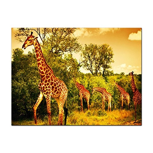 Wandbild - Giraffen - Südafrika - Bild auf Leinwand - 80x60 cm einteilig - Leinwandbilder - Tierwelten - Afrika - Giraffenherde am Wegesrand