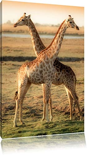 Giraffen Paar Format: 100x70 auf Leinwand, XXL riesige Bilder fertig gerahmt mit Keilrahmen, Kunstdruck auf Wandbild mit Rahmen, günstiger als Gemälde oder Ölbild, kein Poster oder Plakat