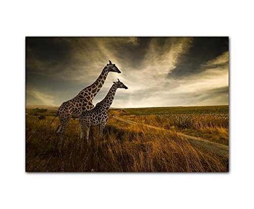 PB Art - Tierbild Giraffen 80 x 120 cm als Kunstdruck auf...