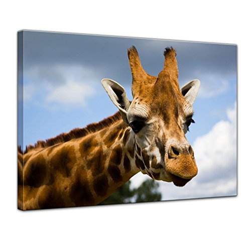 Keilrahmenbild - Giraffe - Bild auf Leinwand - 120 x 90...