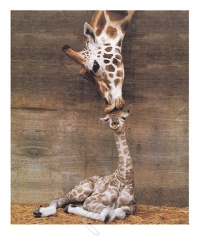 YISUMEI 60x90 cm Poster oder Leinwand-Bild gespannt Keilrahmen Malerei Canvas Gemälde Giraffe Mutterliebe erster Kuss