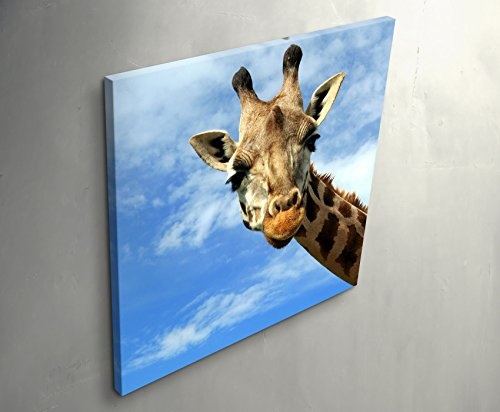 Paul Sinus Art Leinwandbilder | Bilder Leinwand 90x90cm neugierige Giraffe - Nahaufnahme
