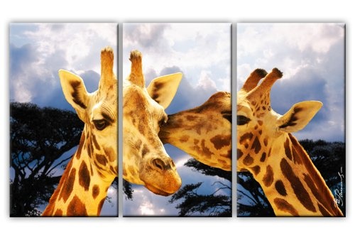 Leinwandbild Giraffen Afrika Wandbild 3-Teilig: 135x80 cm