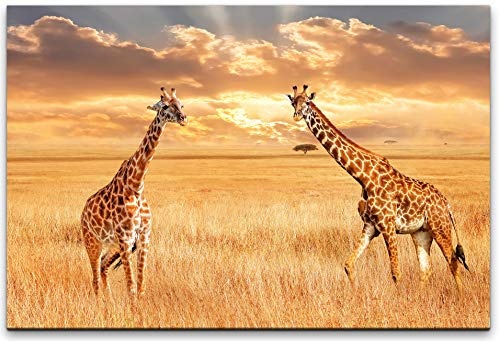 bestforhome 60x40cm Leinwandbild Zwei Giraffen in der Savanne von Afrika Leinwand auf Holzrahmen
